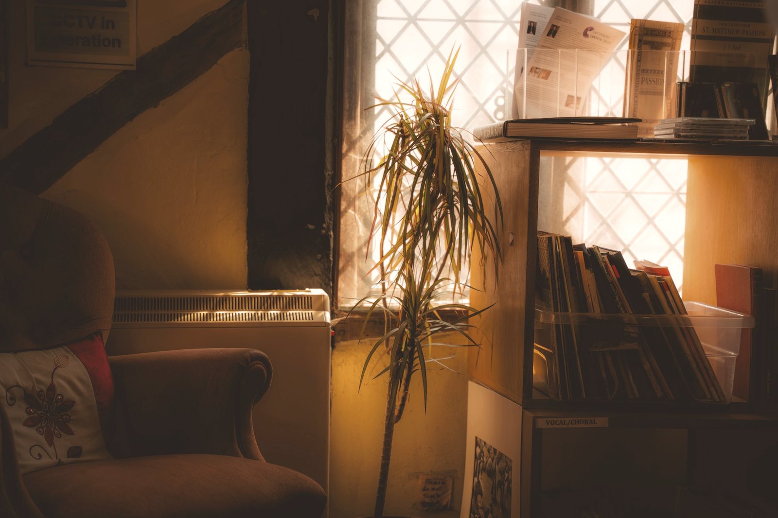 A calm, sunlit room with books and plants in warm afternoon light.